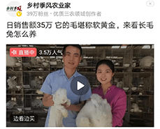 蒙陰長(zhǎng)毛兔采毛方法與注意事項(xiàng)，你了解嗎