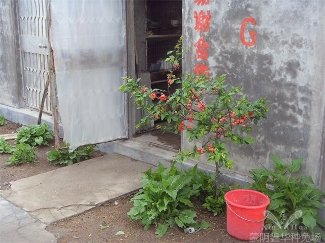兔場規(guī)劃