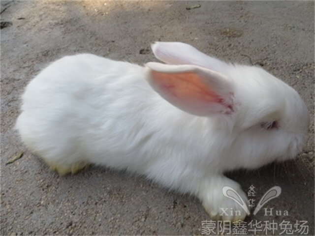 長(zhǎng)毛兔養(yǎng)殖