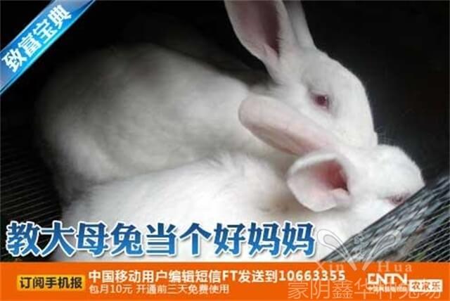 長毛兔養(yǎng)殖