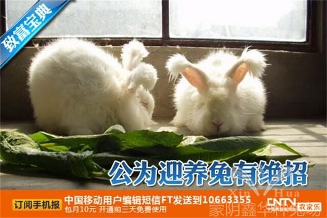 長毛兔養(yǎng)殖