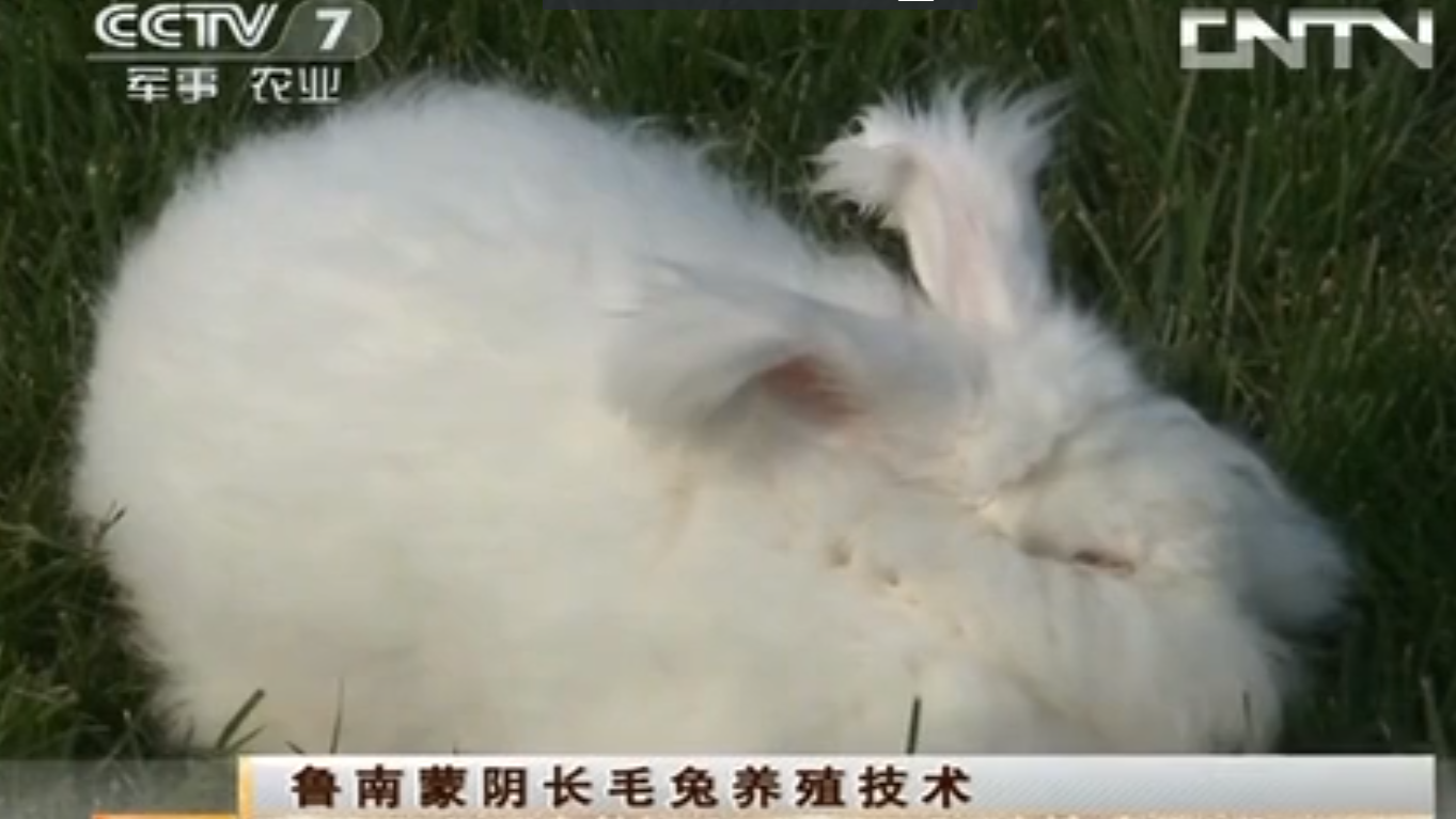 [農(nóng)廣天地]魯南蒙陰長毛兔養(yǎng)殖技術(shù)(20130514)